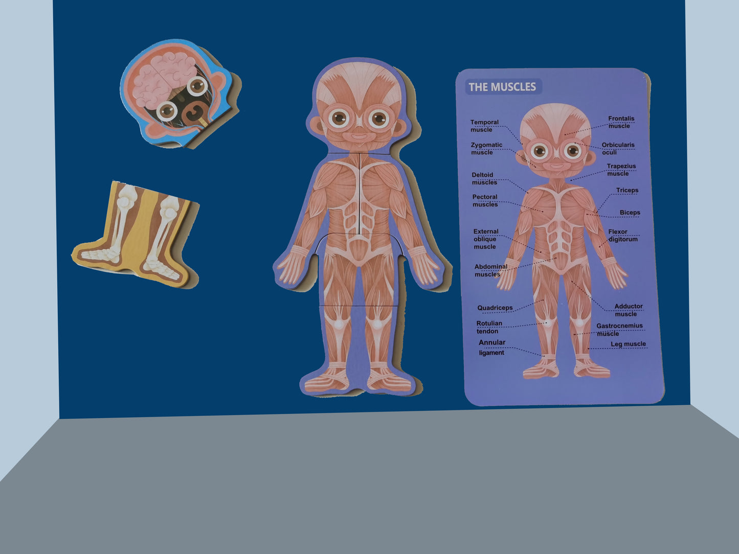 LYNETTE'S TOYS Human Body Anatomy Puzzle for Kids – Montessori-inspired STEAM Toy to Learn Organs, Bones & Body Parts (Ages 3–8)