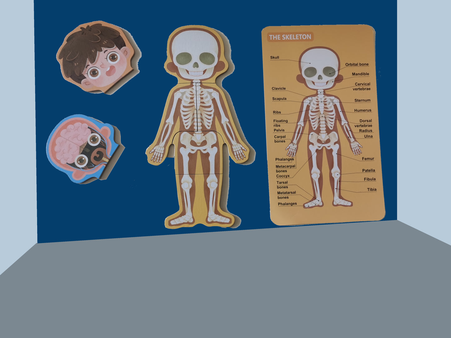 LYNETTE'S TOYS Human Body Anatomy Puzzle for Kids – Montessori-inspired STEAM Toy to Learn Organs, Bones & Body Parts (Ages 3–8)